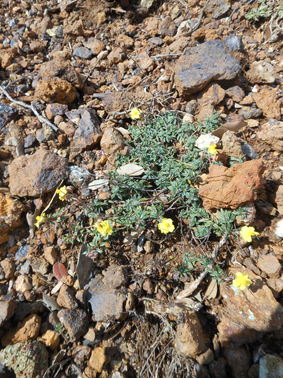 Helianthemum oelandicum subsp. italicum / Eliantemo rupino